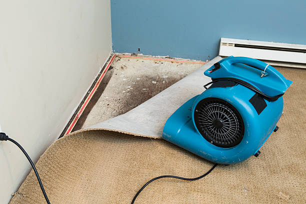 Best Flood damage cleanup  in Horizon West, FL